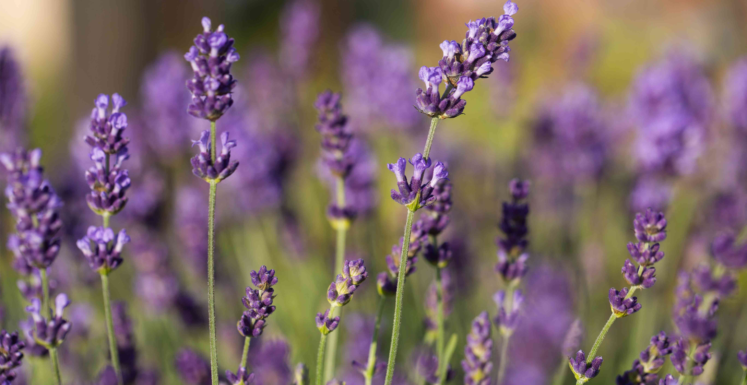 How to Grow Hydroponic Lavender