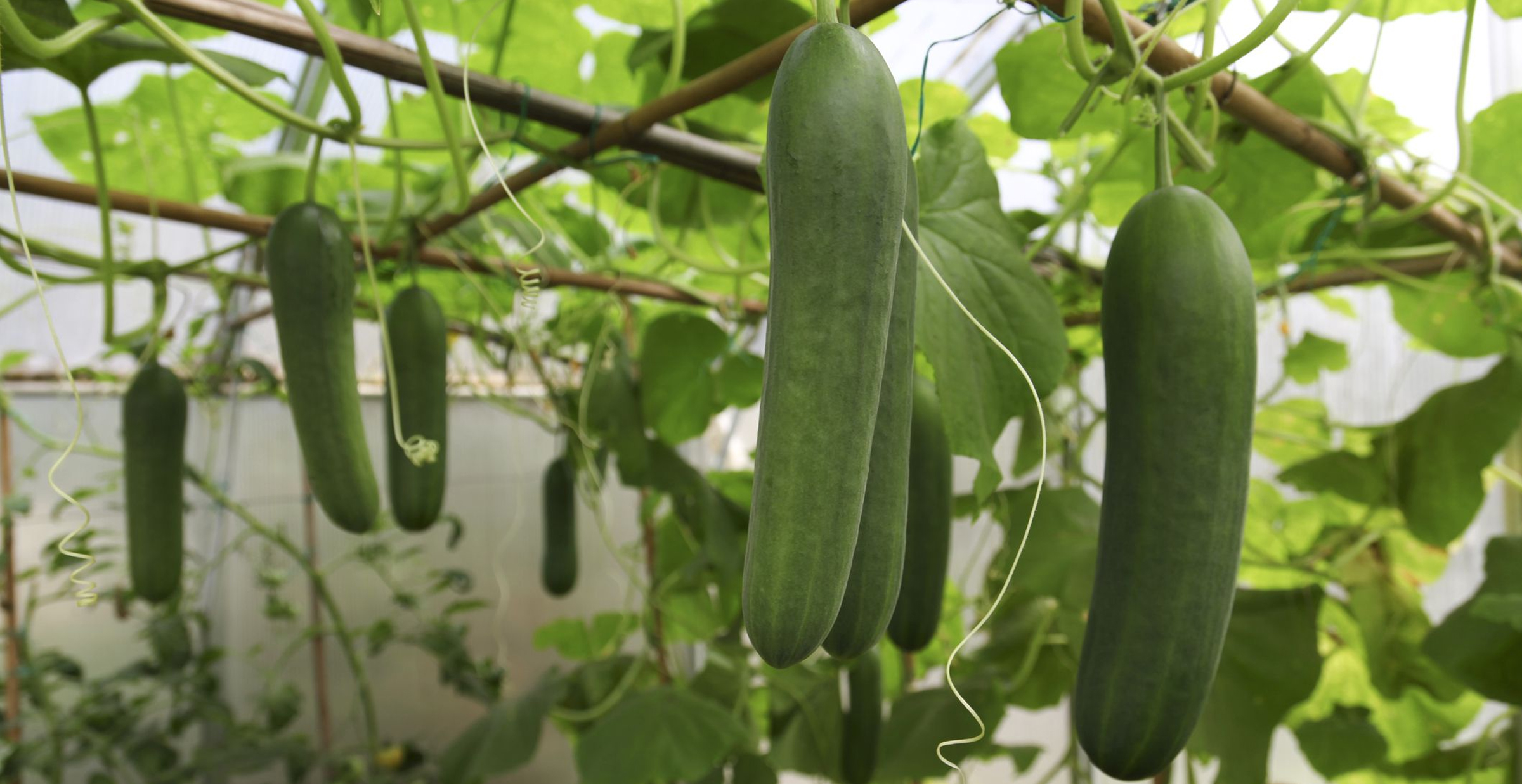 How to grow Hydroponic cucumbers indoors
