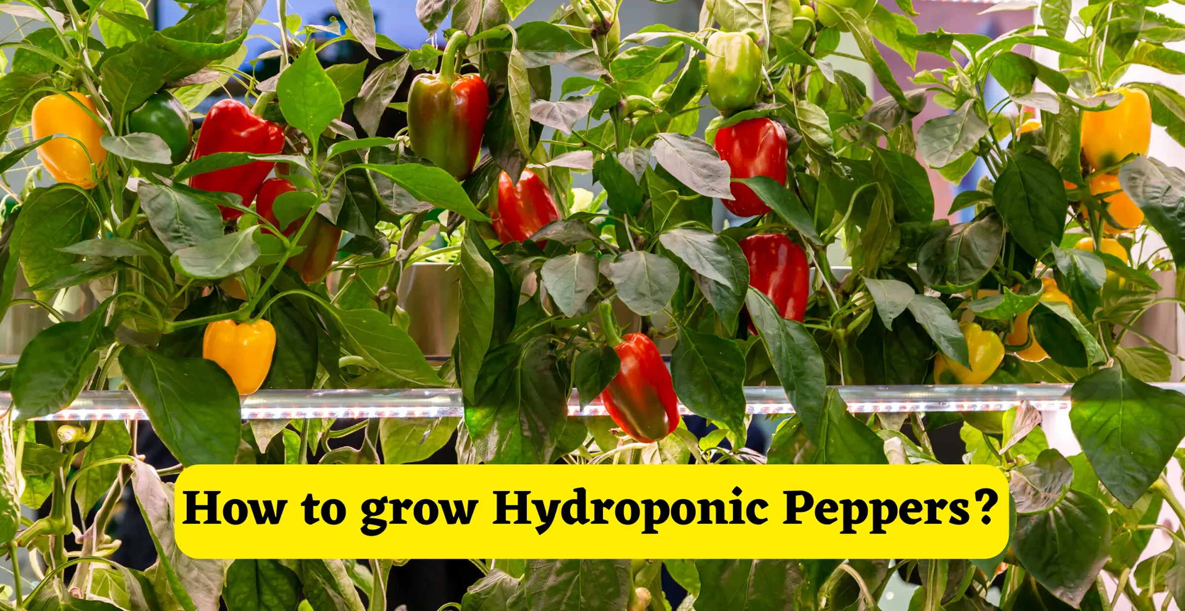 How to grow hydroponic peppers