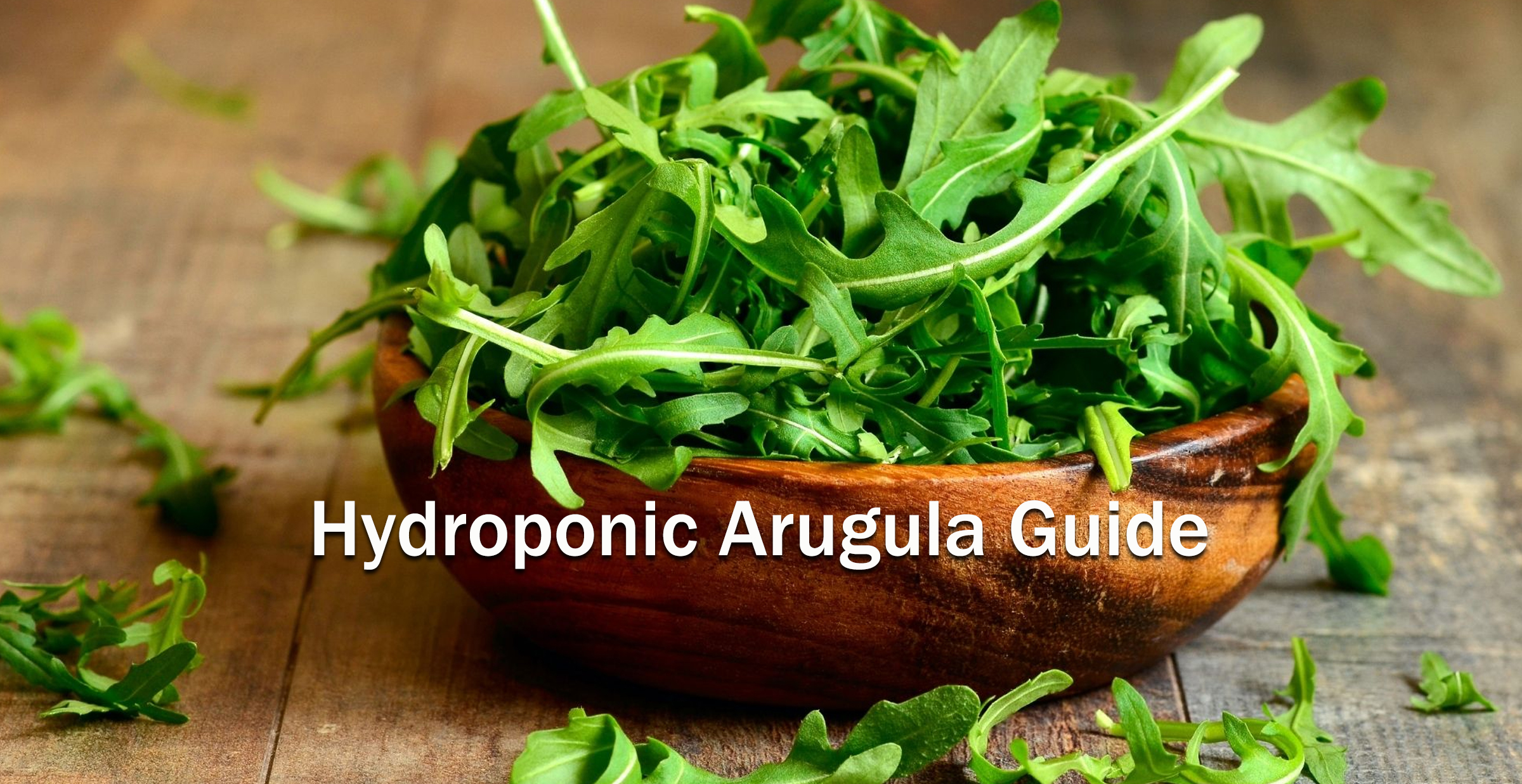 Hydroponic Arugula Guide