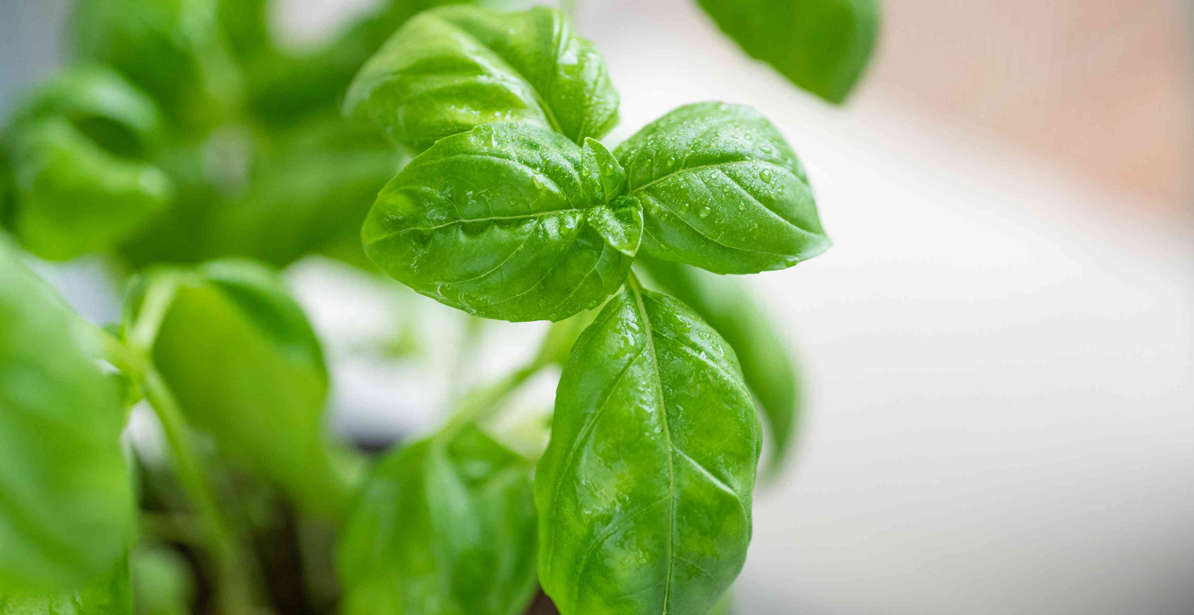 Hydroponic Basil