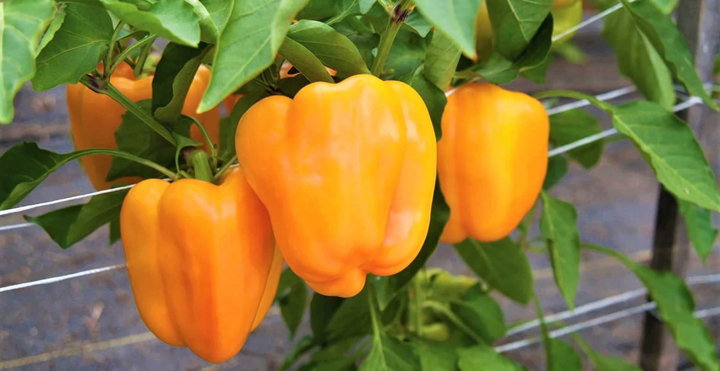 Hydroponic Bell Peppers