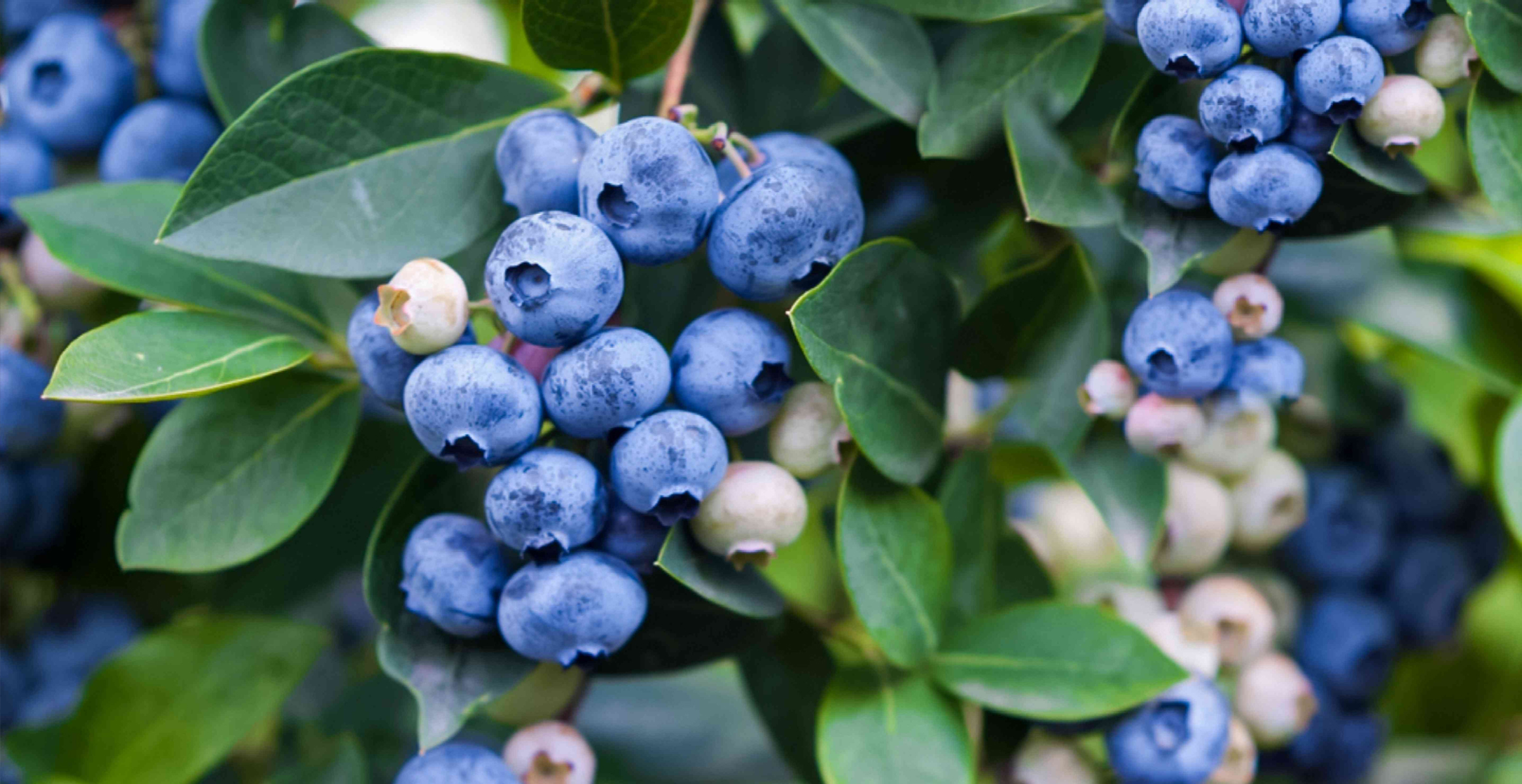 Hydroponic Blueberries Indoors