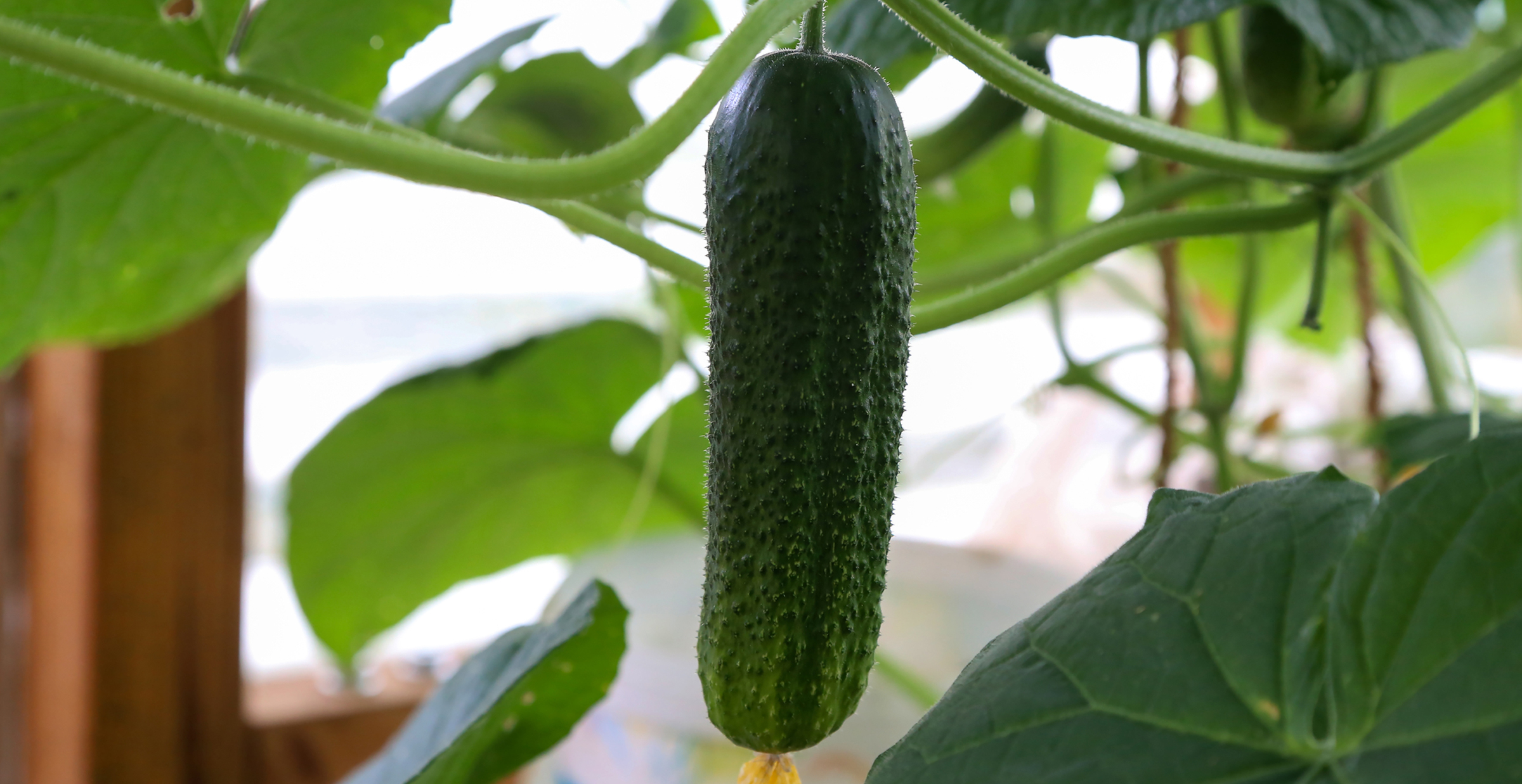 Hydroponic Cucumbers
