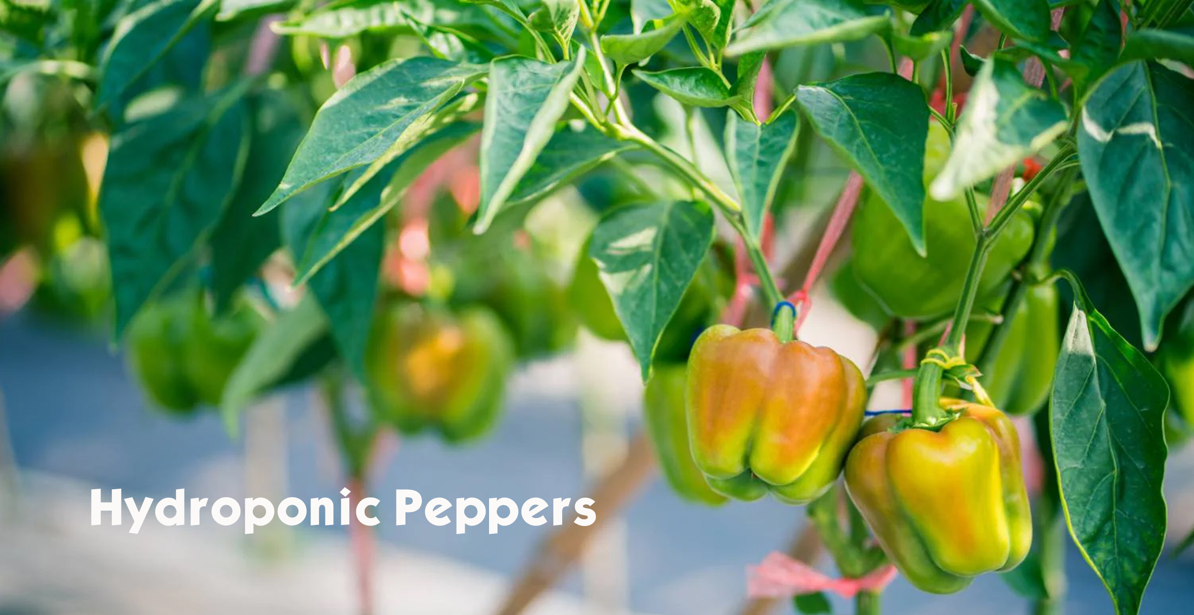Hydroponic Peppers