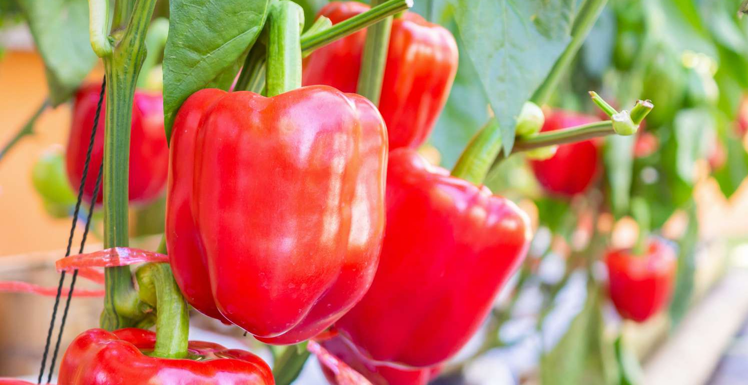 Hydroponic Bell Peppers