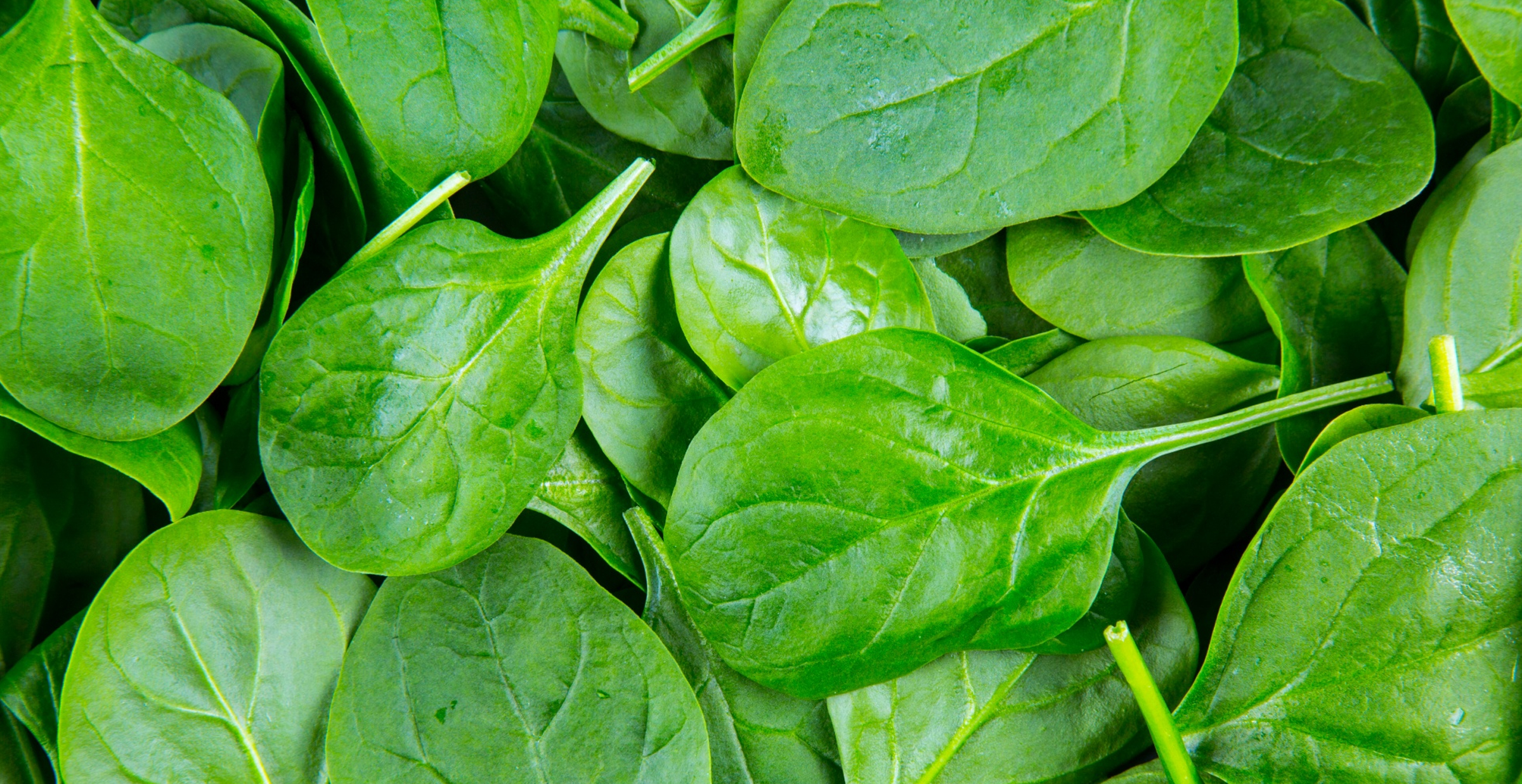 Hydroponic Spinach Indoors