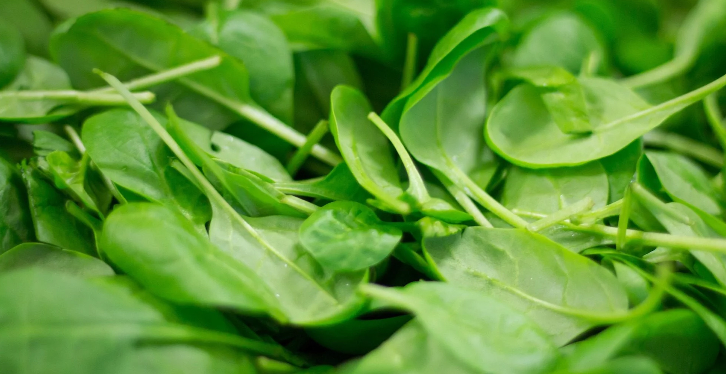 Hydroponic spinach leaves