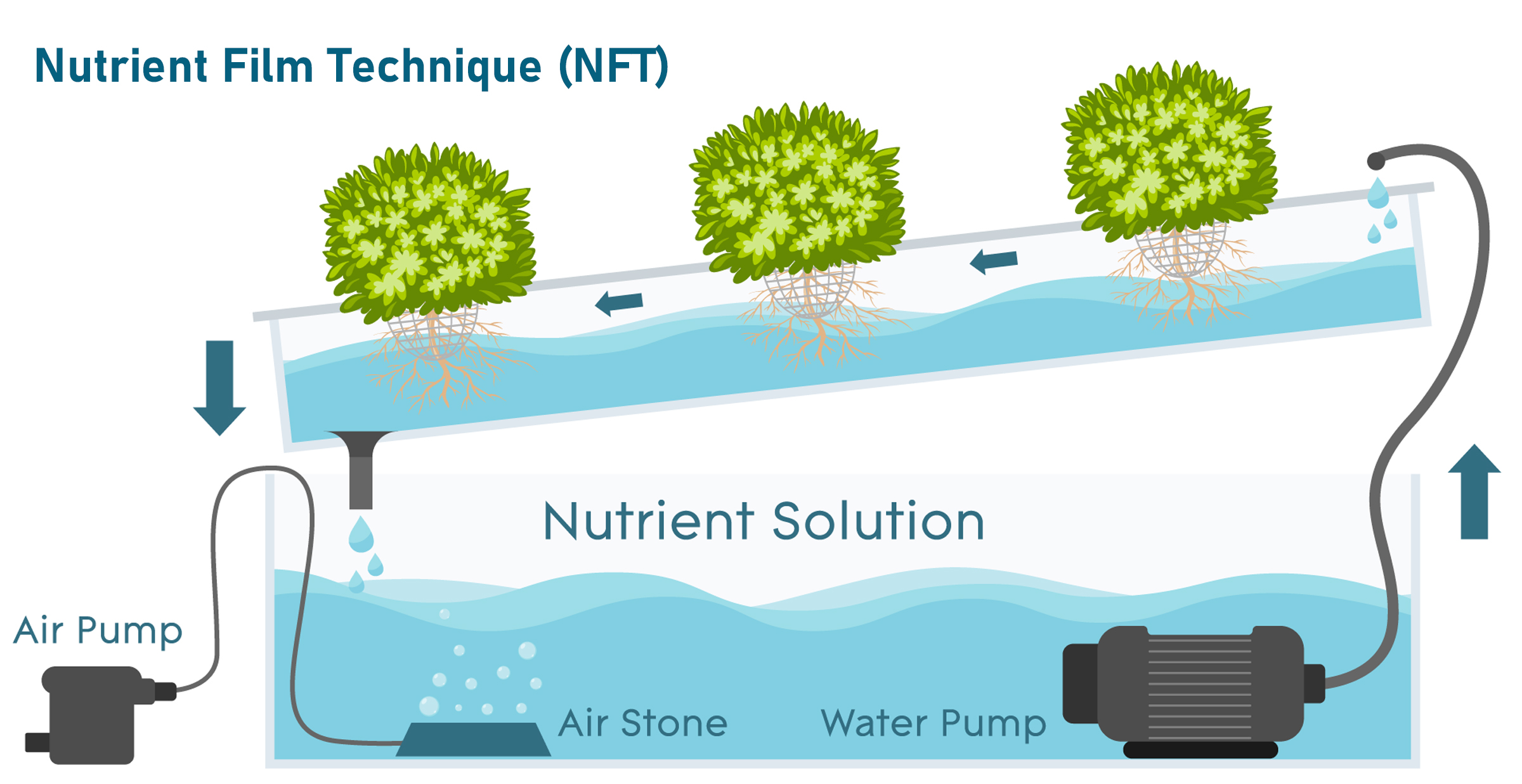 Hydroponics Nutrient-Film-Technique (NFT) System