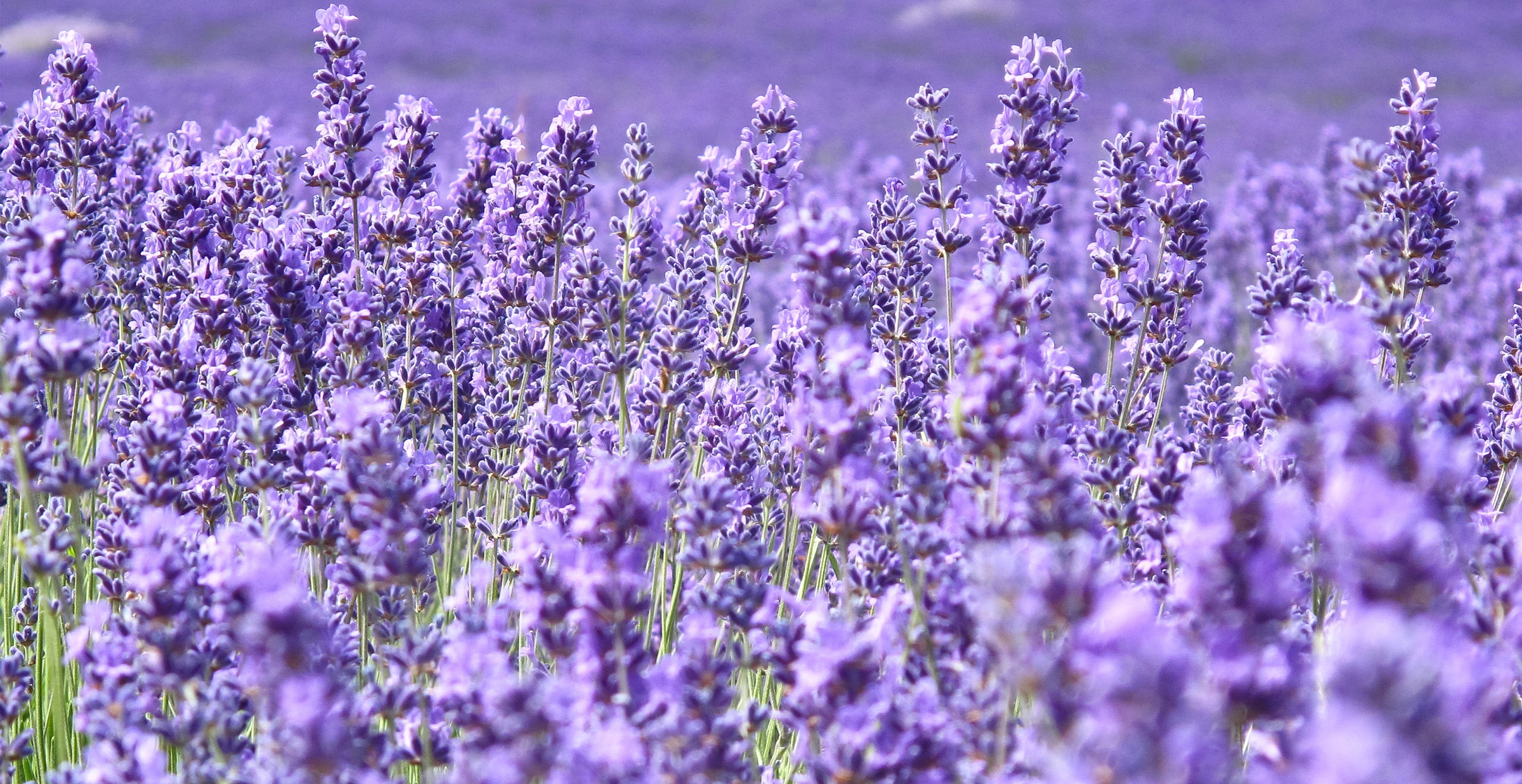 Lavender Hydroponics Indoors