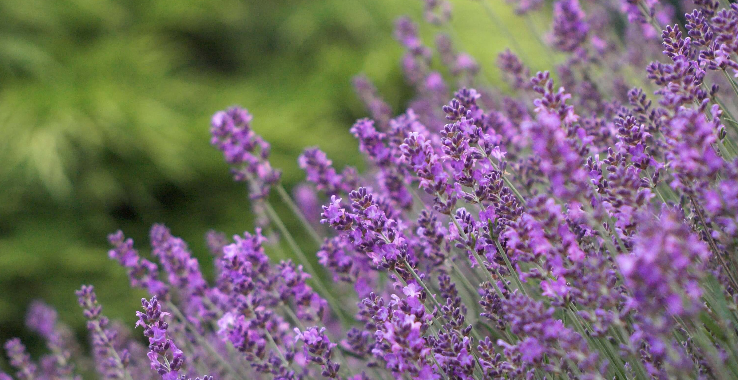 Lavender Hydroponics