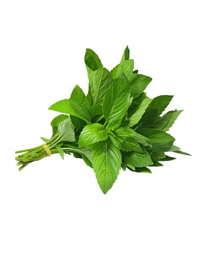 {"default":"Mint"}
