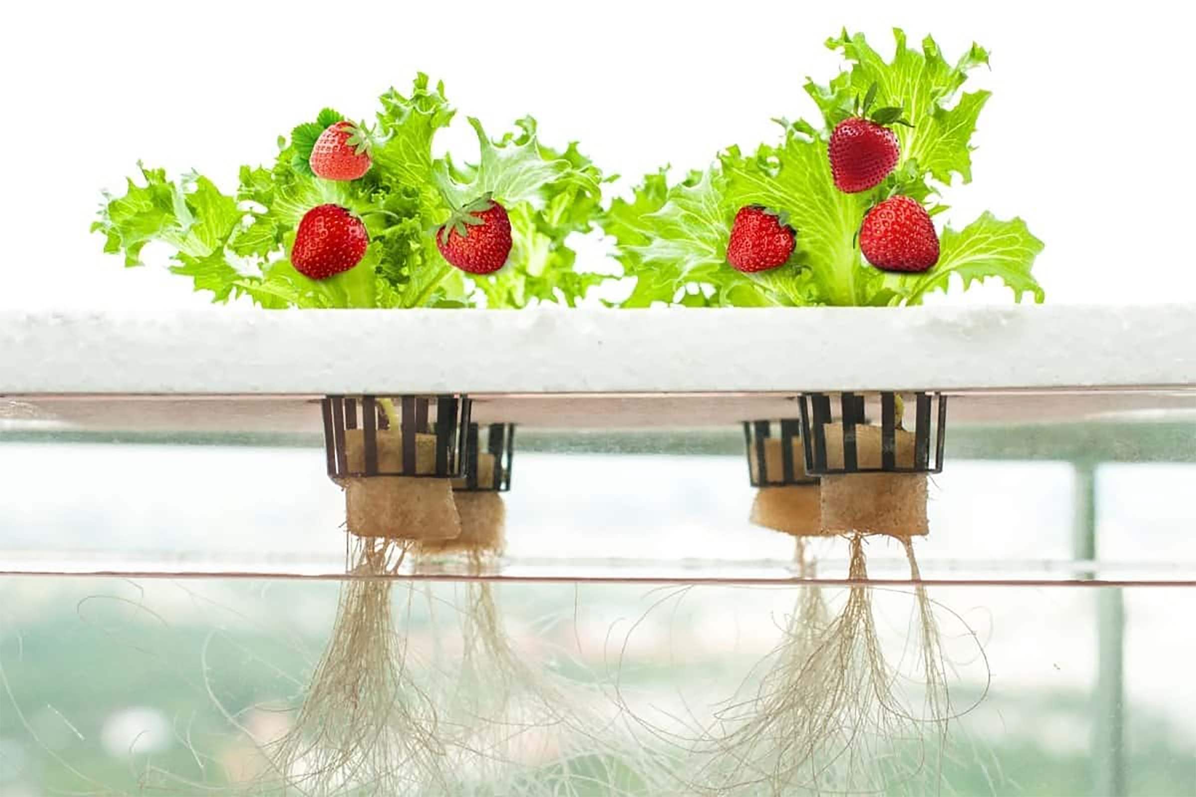 Nutrient Film Technique (NFT) for Hydroponic Strawberry Cultivation