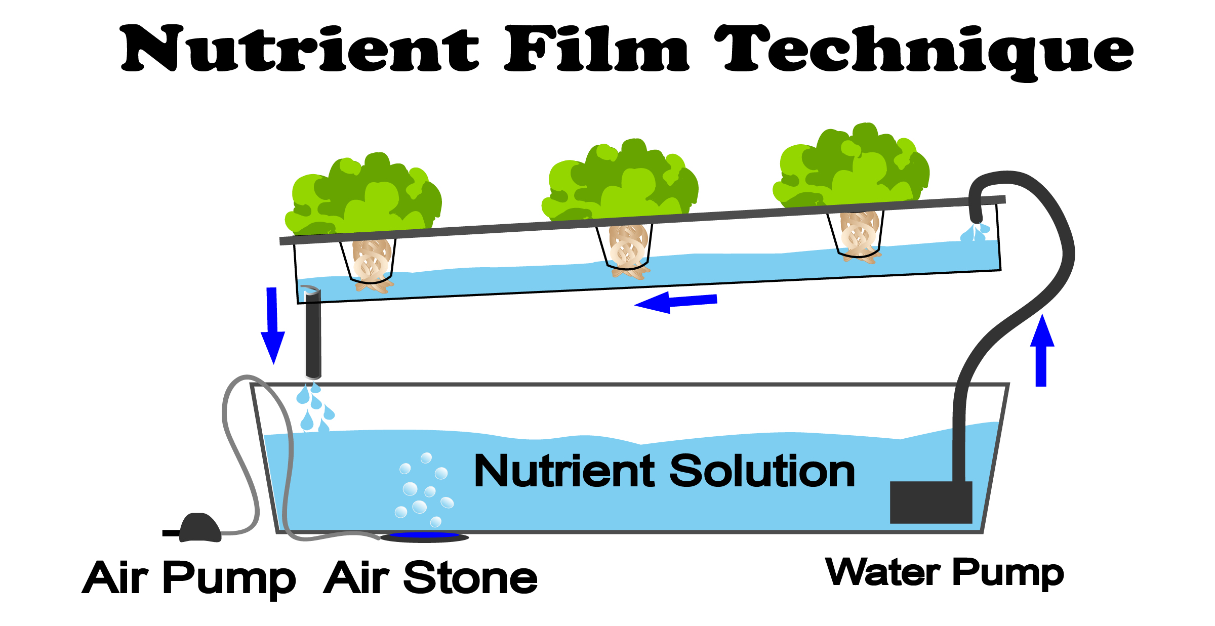 Nutrient Film Technique NFT of Hydroponic