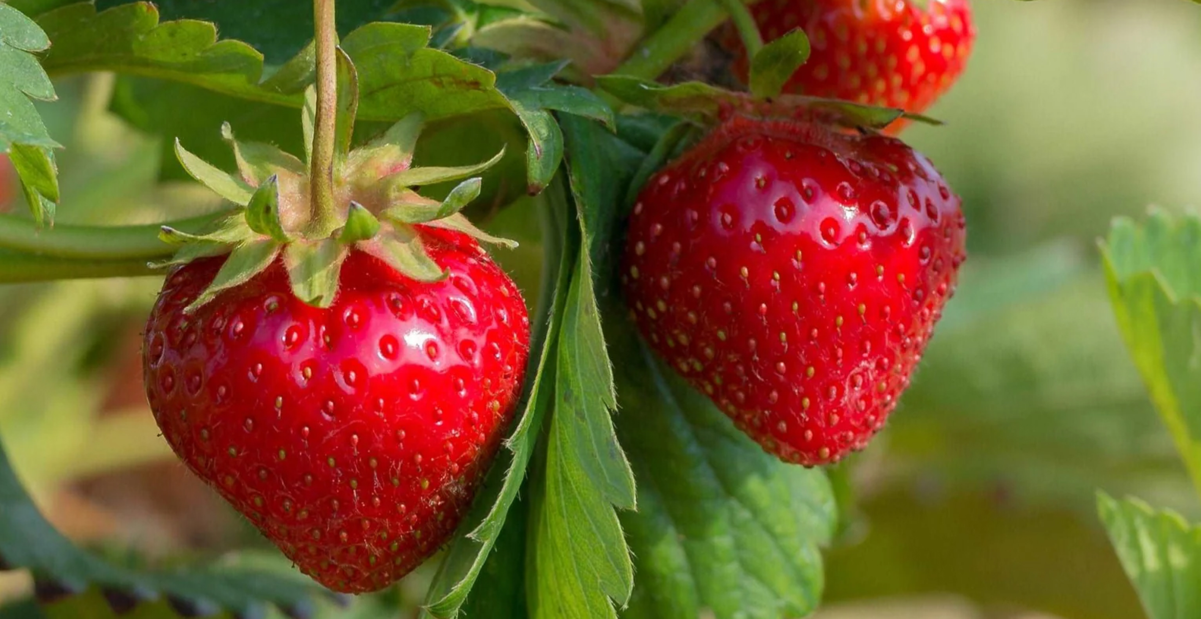 San Andreas strawberry