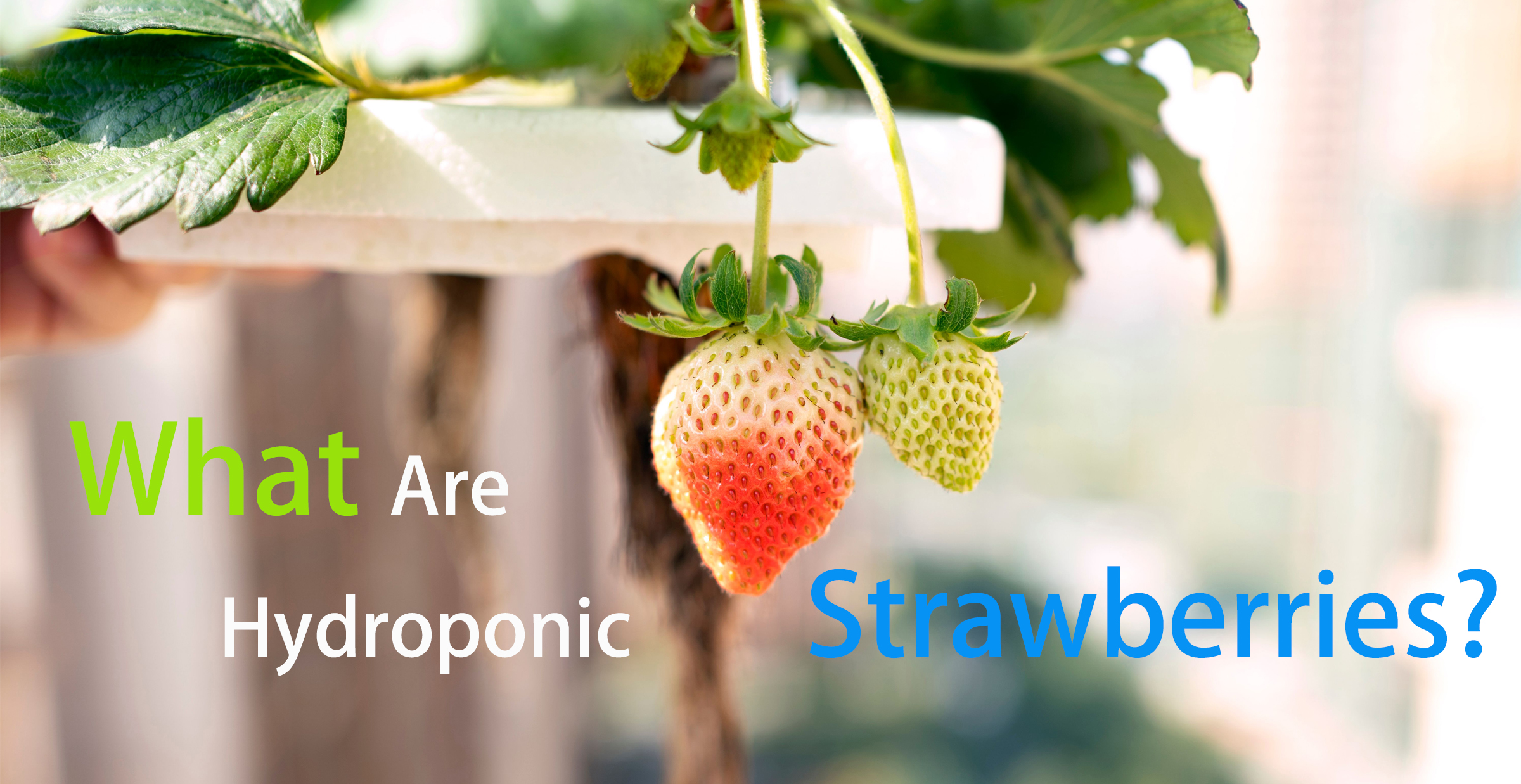 What Are Hydroponic Strawberries