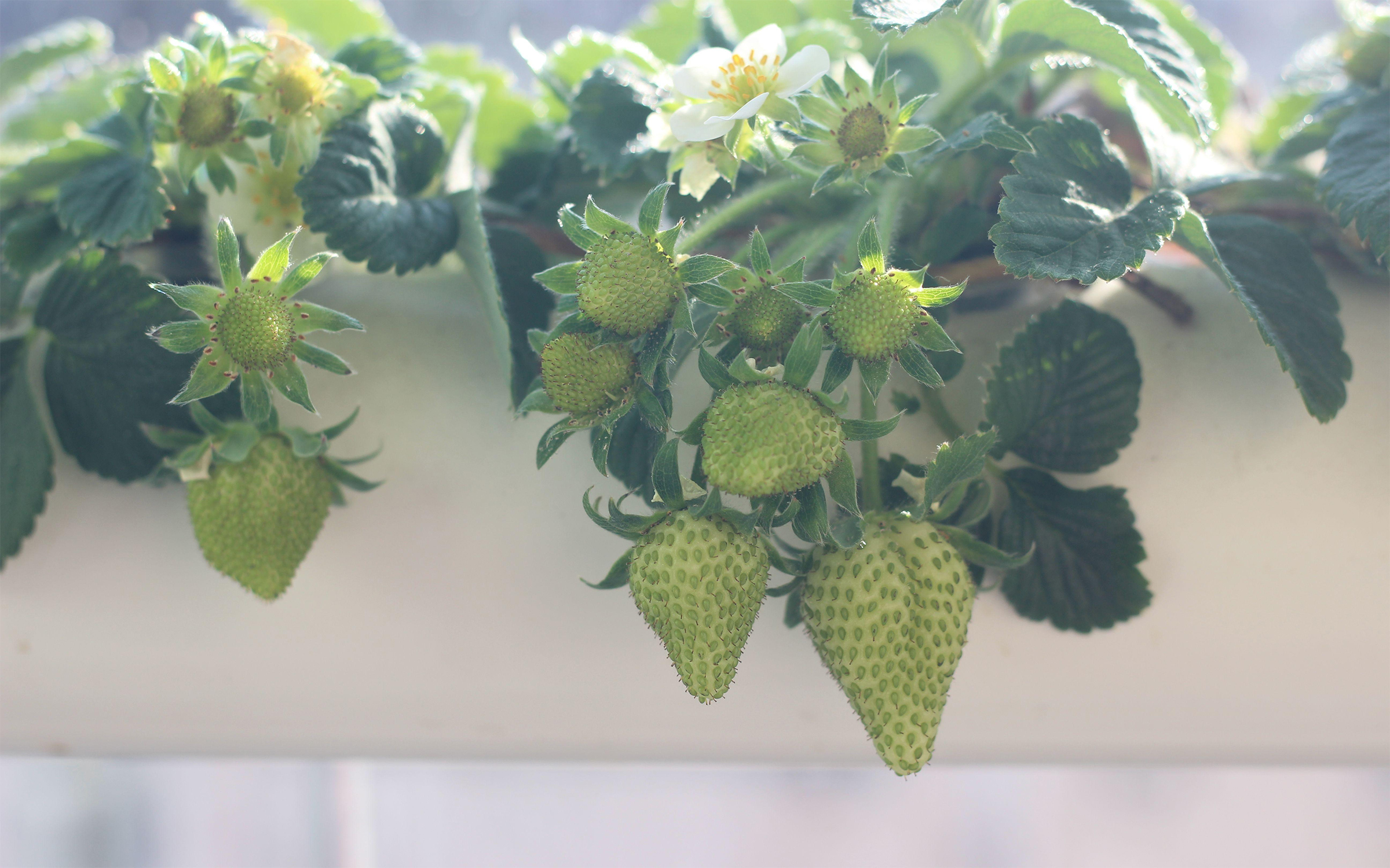 Hydroponic strawberry-early fruiting stage