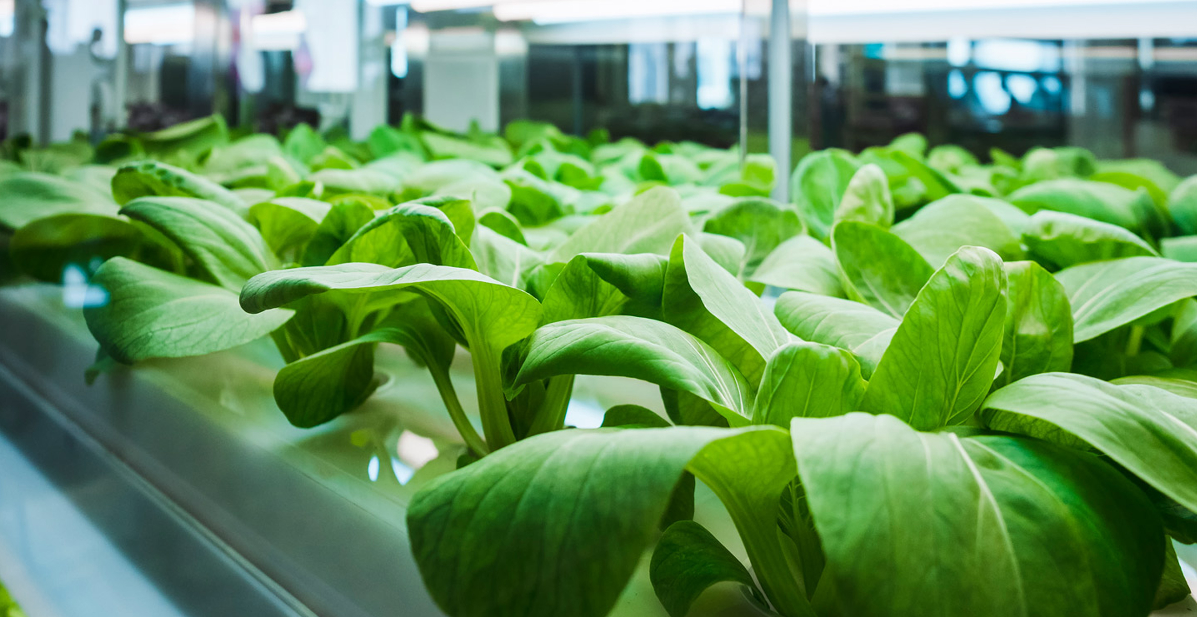 What is hydroponics?
