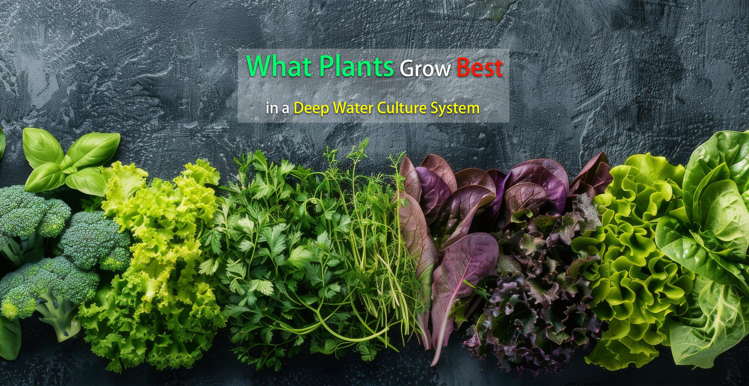What Plants Grow Best in a Deep Water Culture System