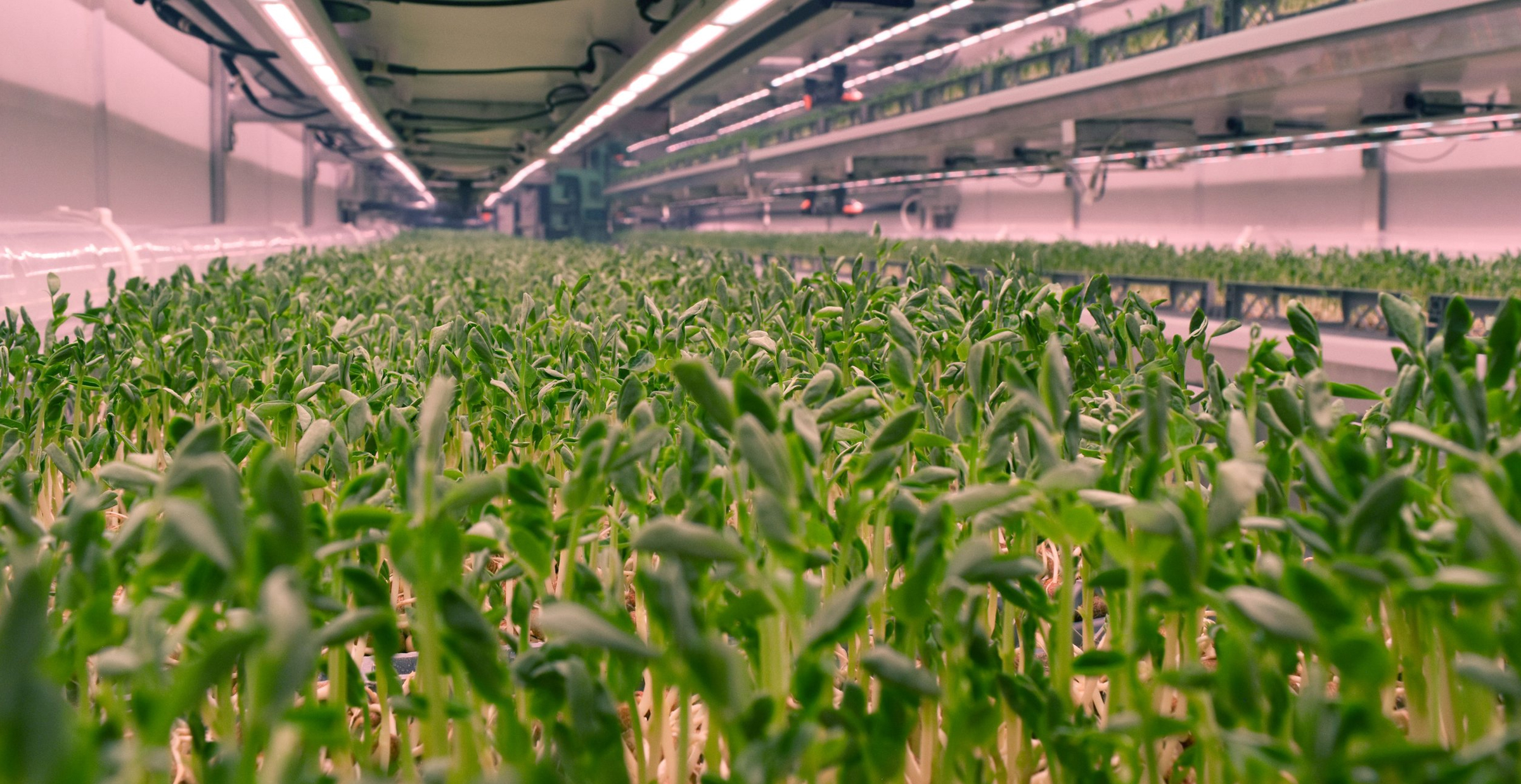 What is Aeroponics? Aeroponic System Definition