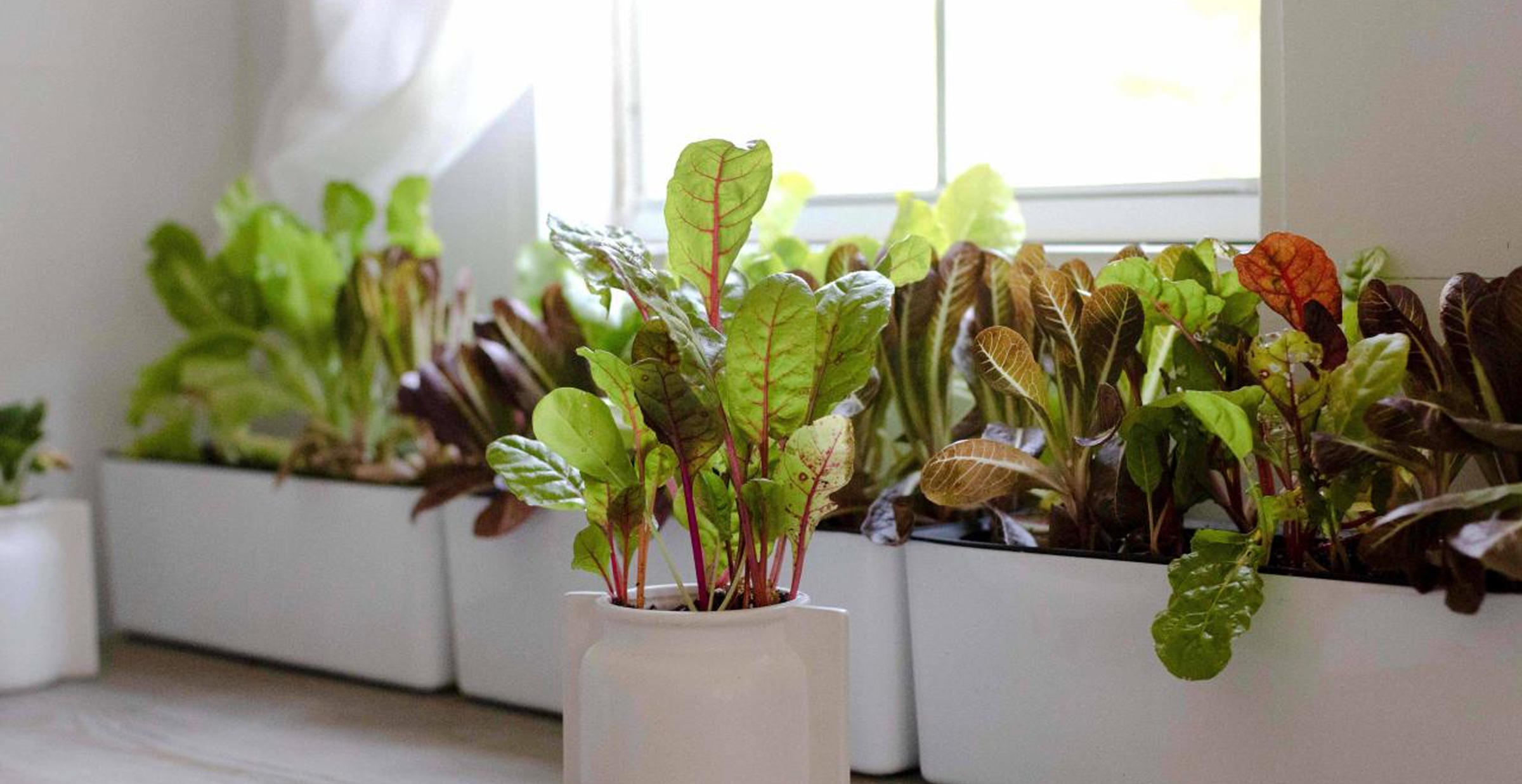 What is a deep water culture hydroponic system DWC