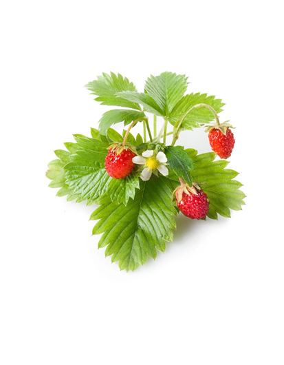 {"default":"Wild Strawberry"}
