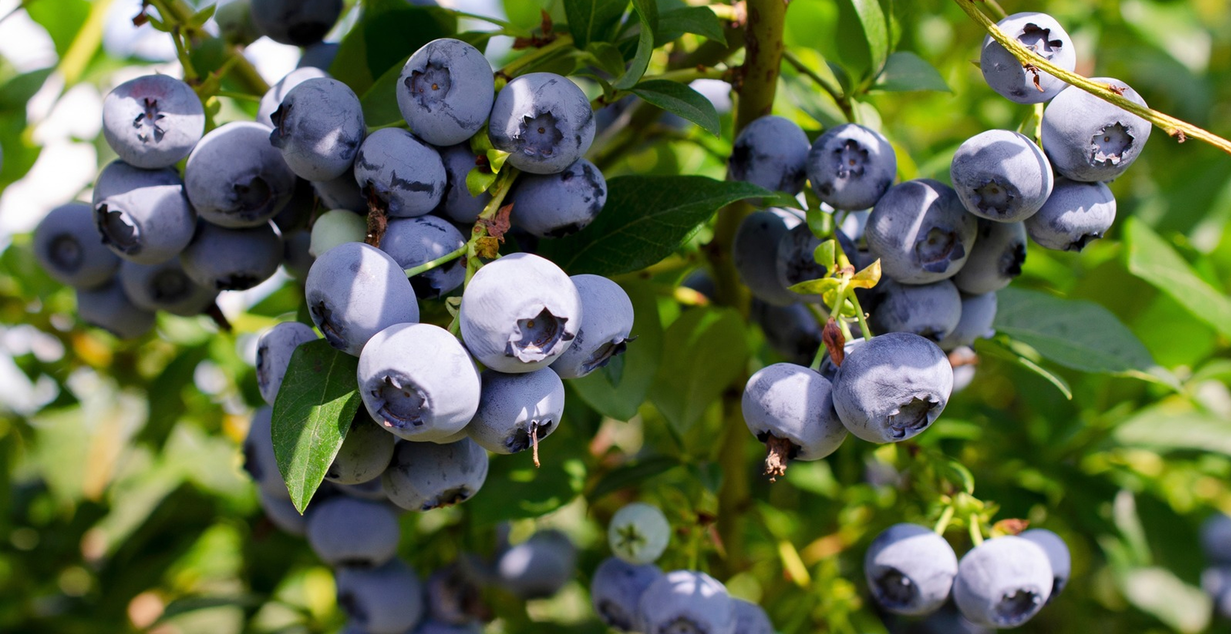 Blueberry Hydroponics