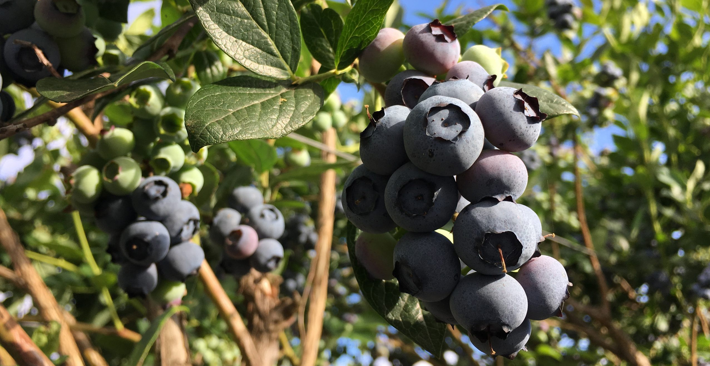 Grow Blueberries Hydroponically