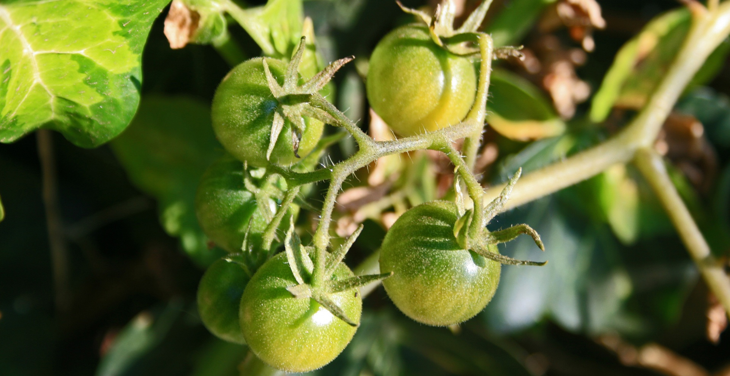 Hydroponic Green Cocktail Tomatoes