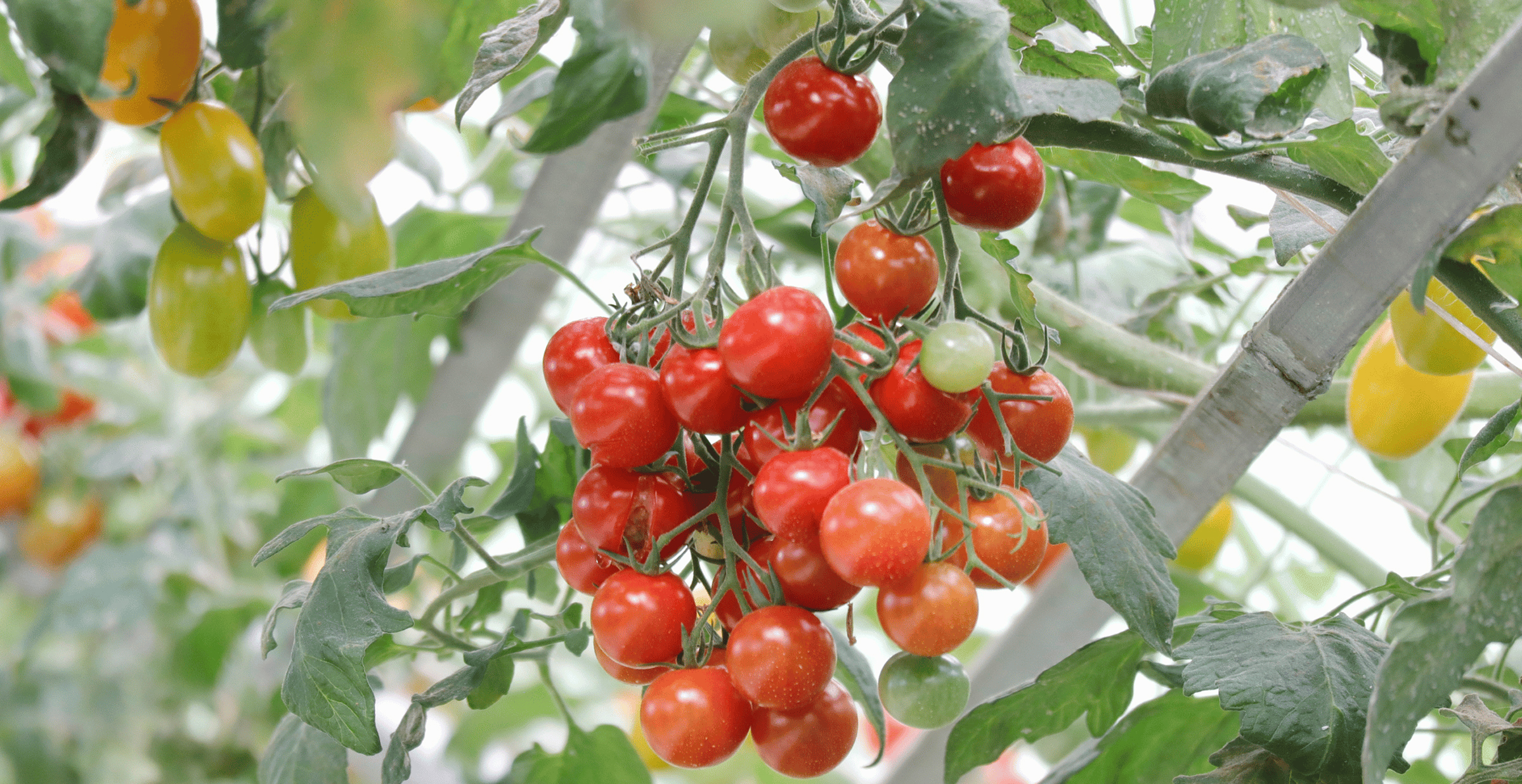 Best Cherry Tomatoes for Hydroponics