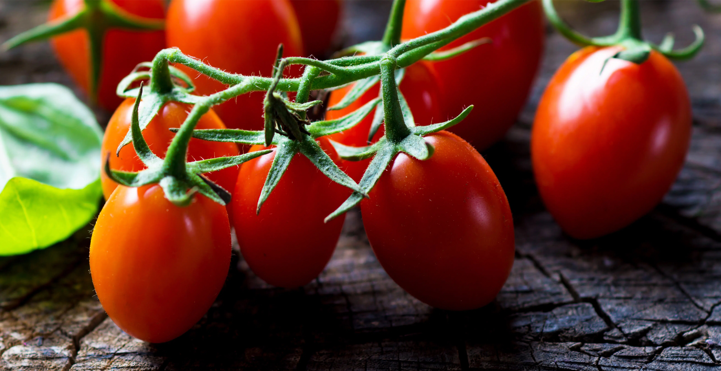 Hydroponic Grape Tomatoes