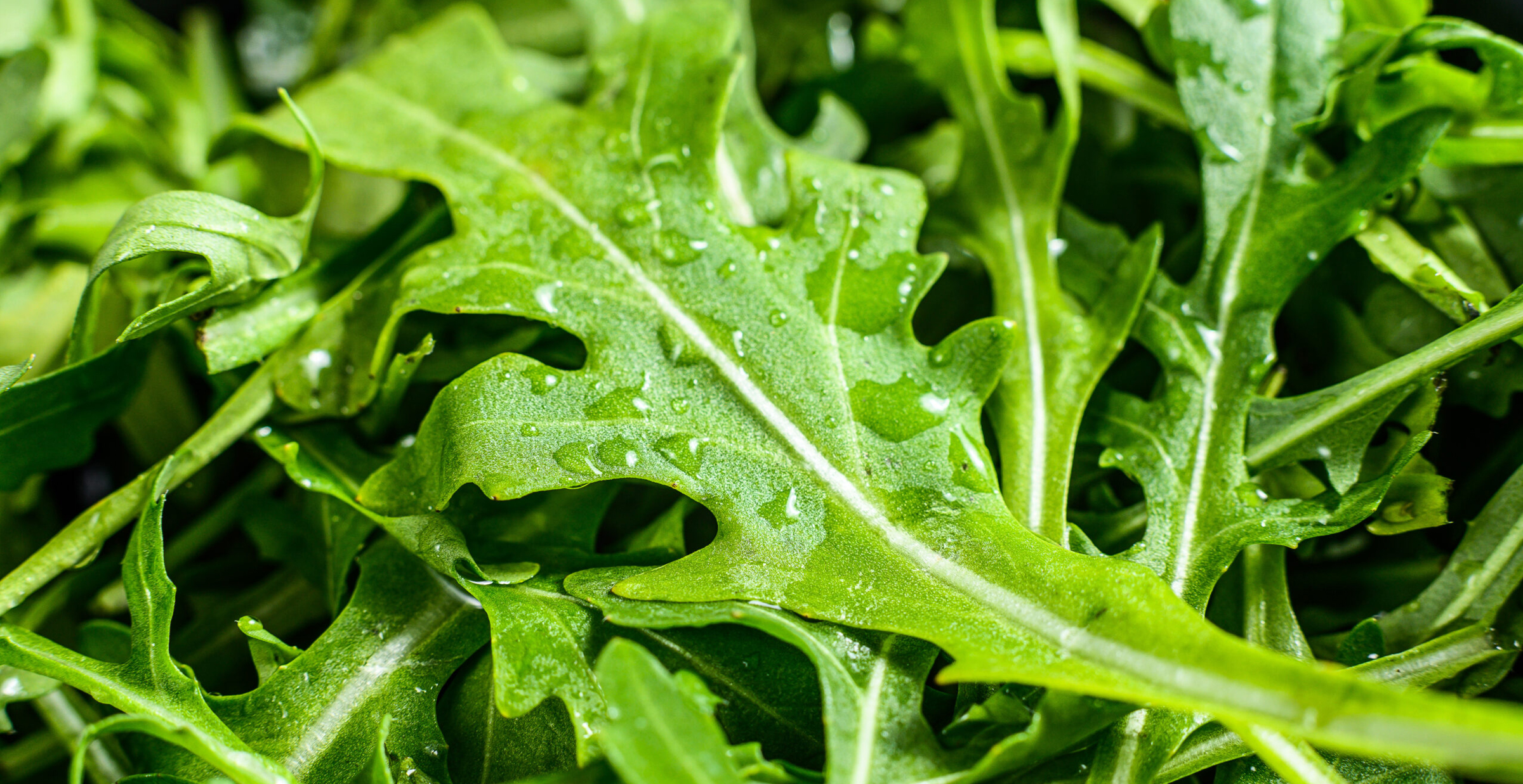 Hydroponic Arugula Growing