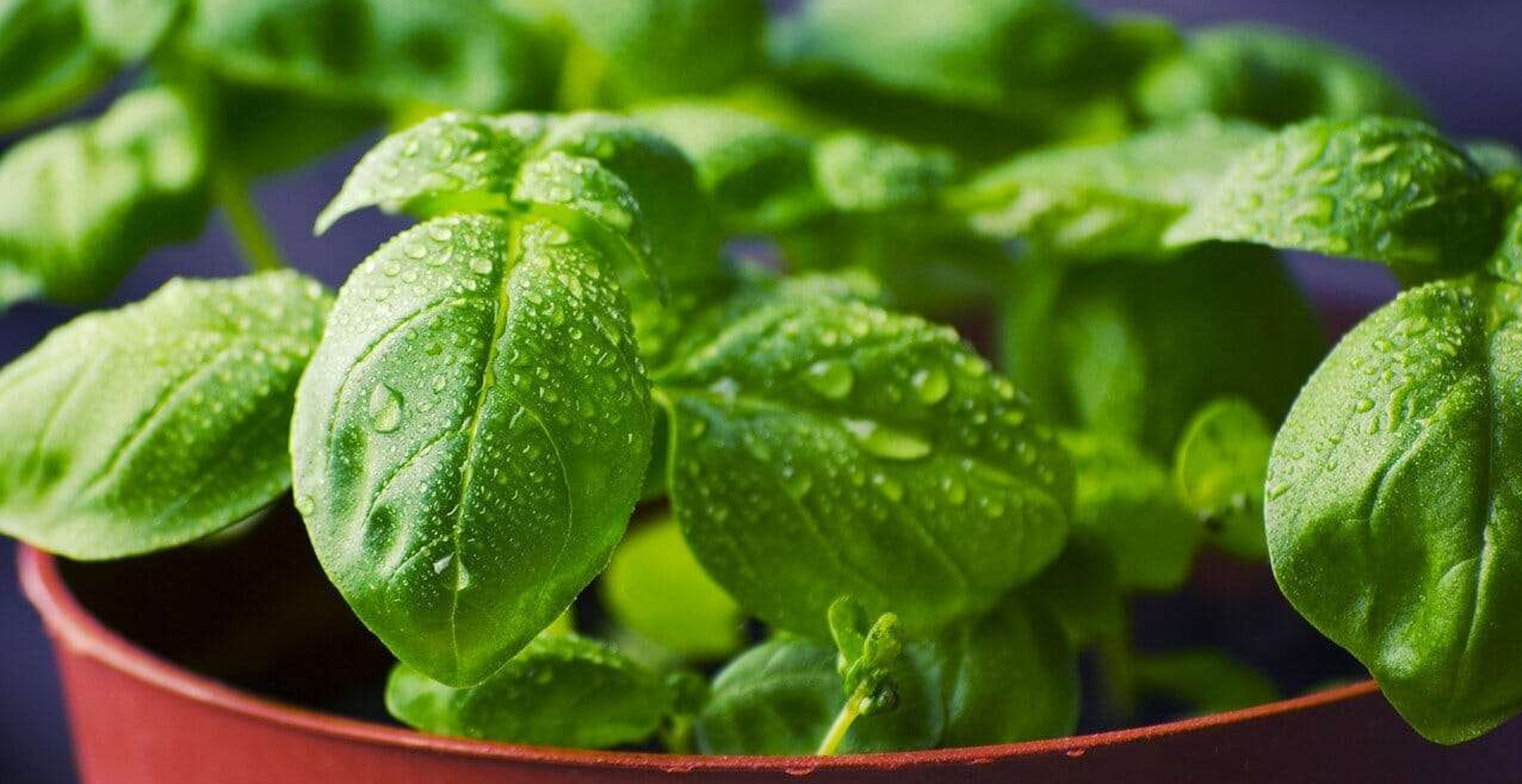Hydroponic Basil Grow Time
