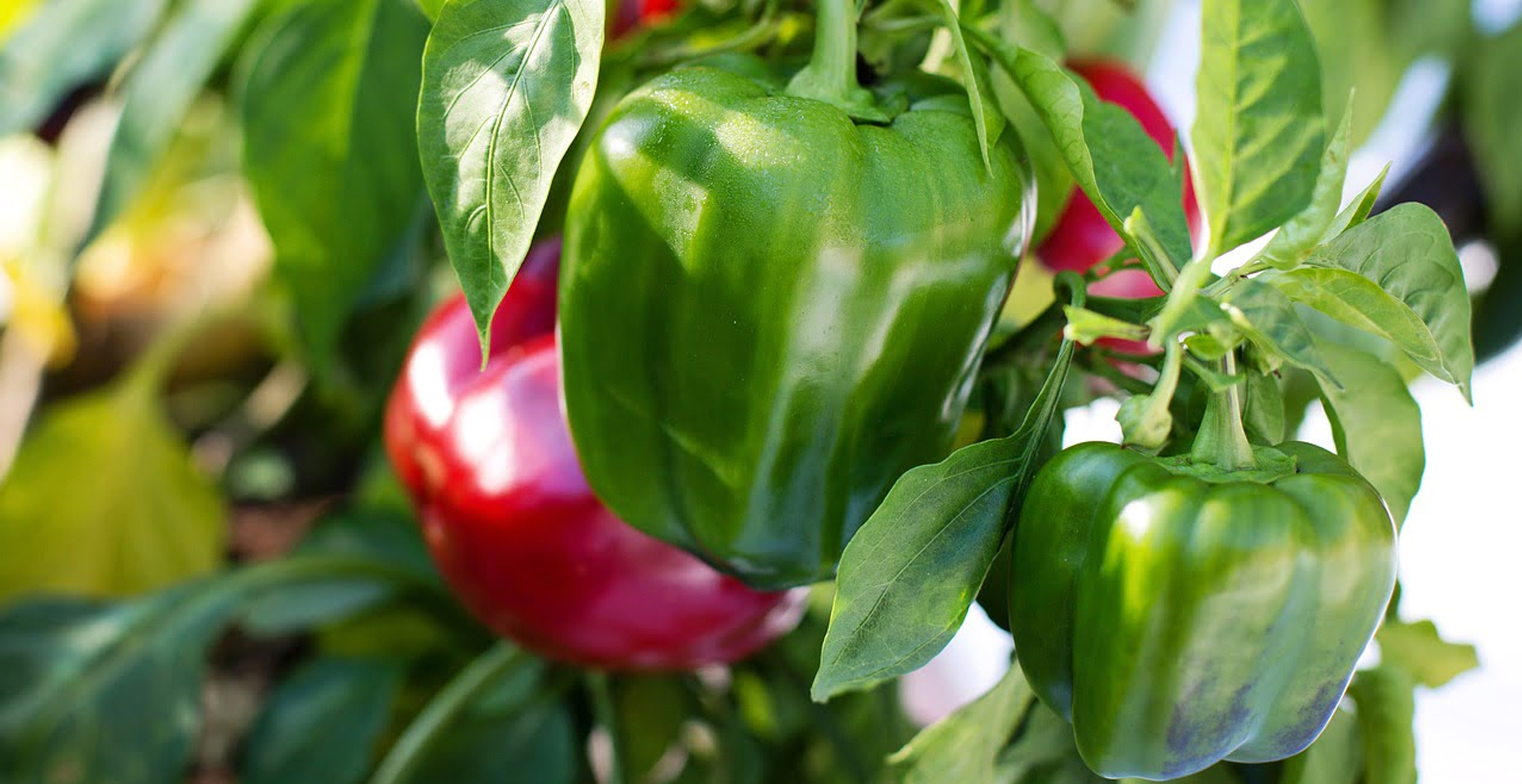 Hydroponic Bell Pepper Green