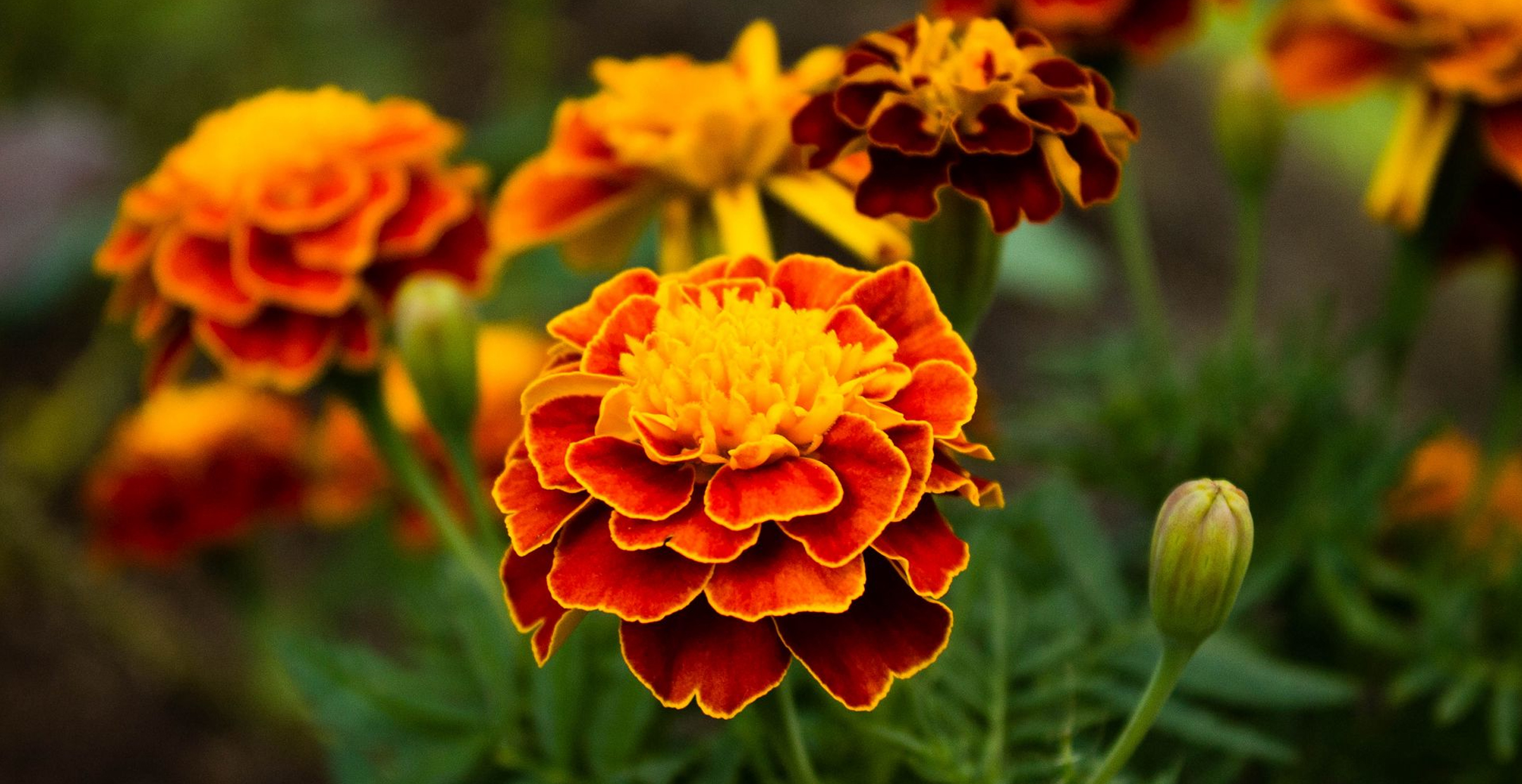 What Are The Best Flowers For Hydroponics