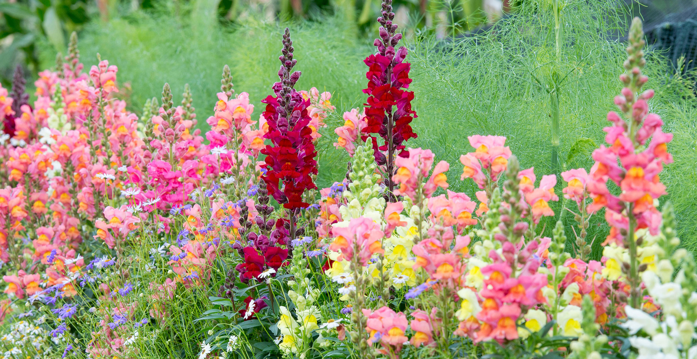 Snapdragons