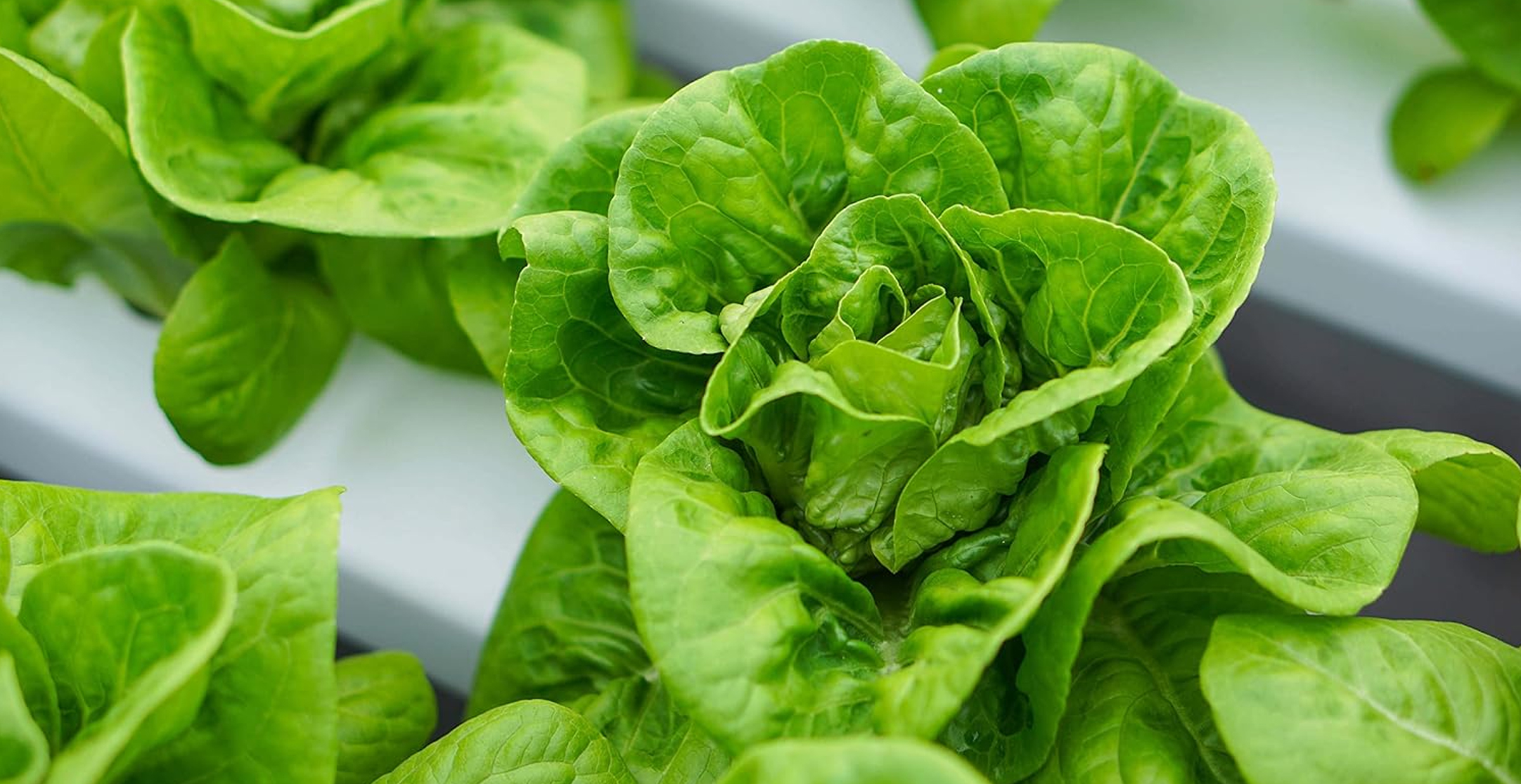 Hydroponic Butterhead