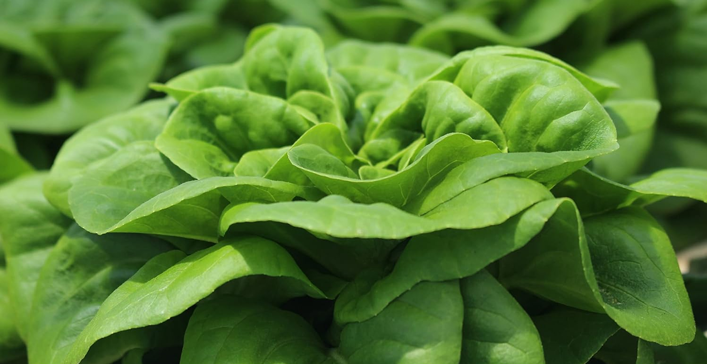 What Are The Best Hydroponic Lettuce Varieties - -  Hydroponic Butterhead (Bibb, Buttercrunch)