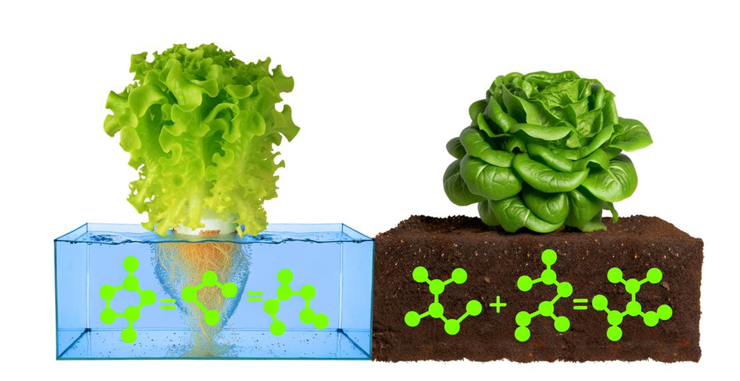 Hydroponic lettuce vs regular lettuce