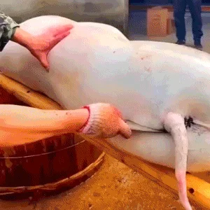 Vykosťovací nůž z vysoce uhlíkové oceli přesně odděluje maso a kosti, díky čemuž je vaření efektivnější!