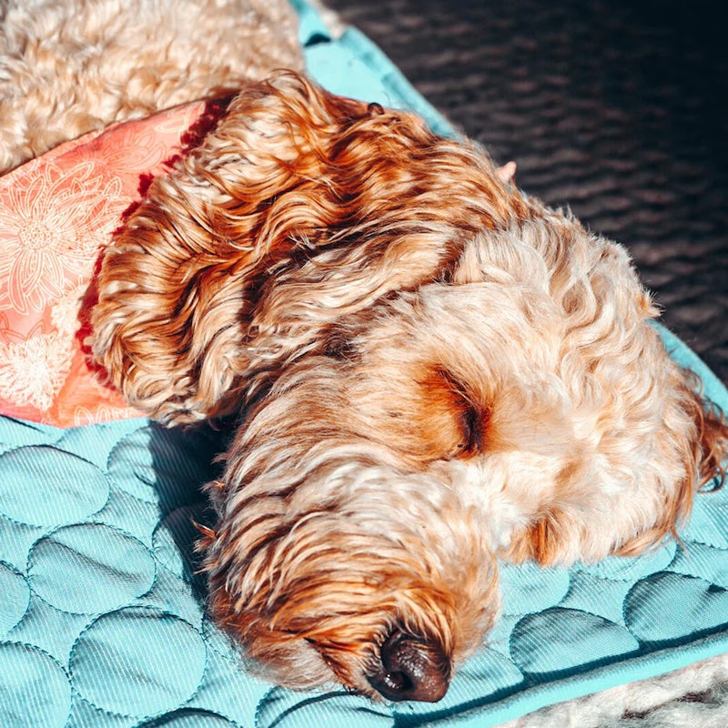 🌟 Cooling Summer Pet Mat