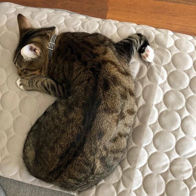 🌟 Cooling Summer Pet Mat