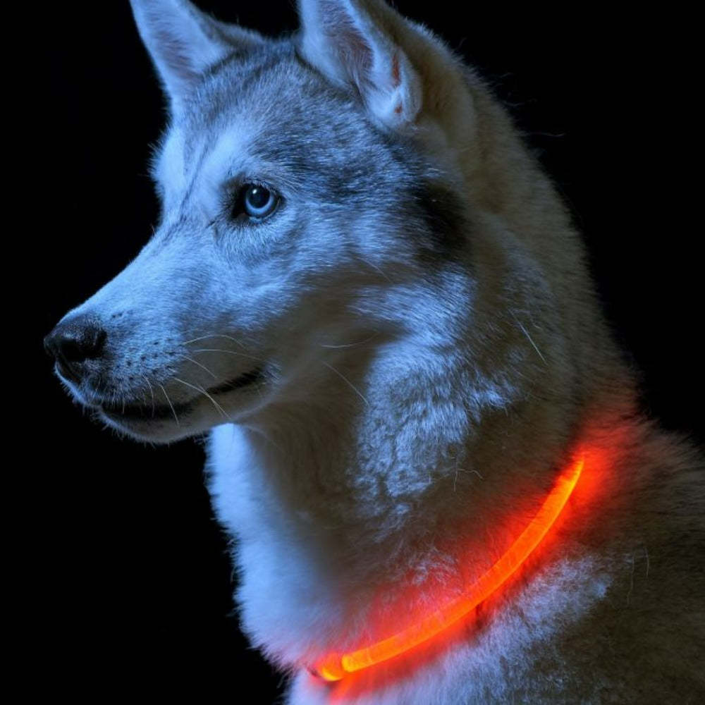 USB Rechargeable Fiber Optic LED Pet Collar