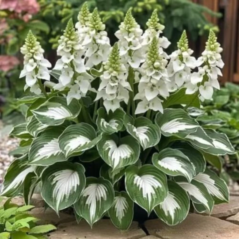 Hosta Seeds Perennial Shade Plant for Garden