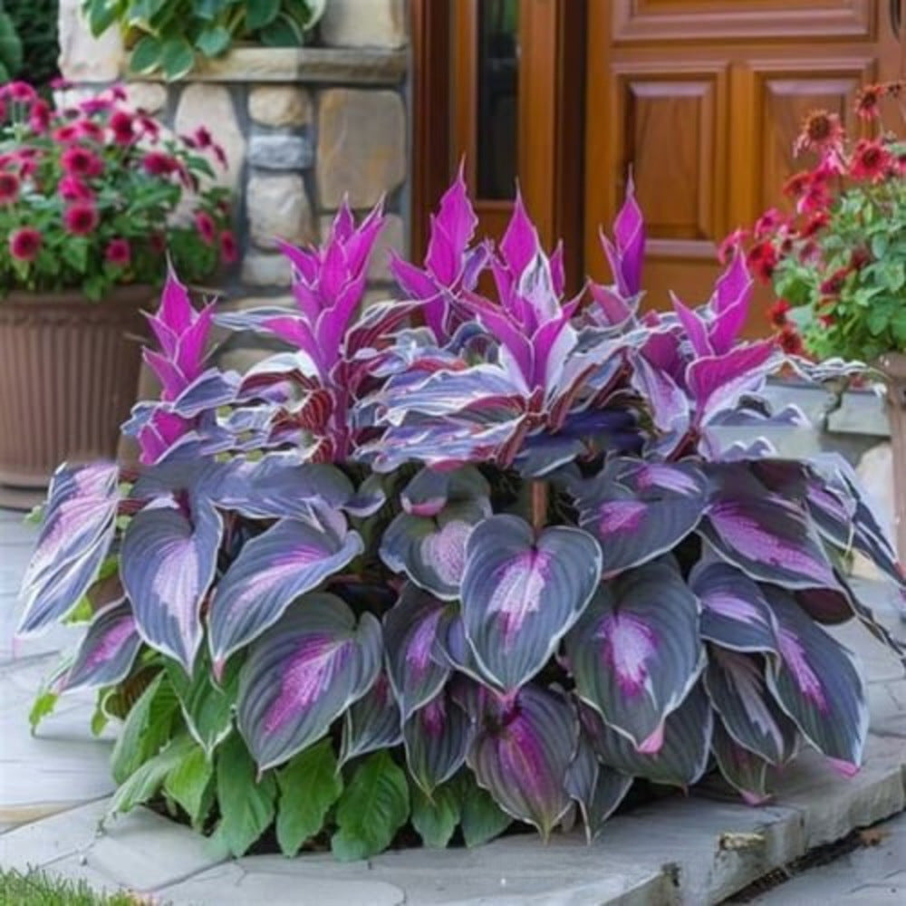 Hosta Seeds Perennial Shade Plant for Garden