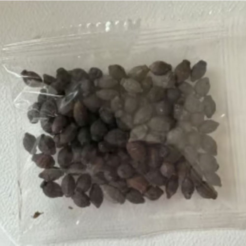 Perfume Jasmine Seeds – Winter Planting, Perennial Blooms & Fragrant Garden Elegance (Only seeds, without flower pot)