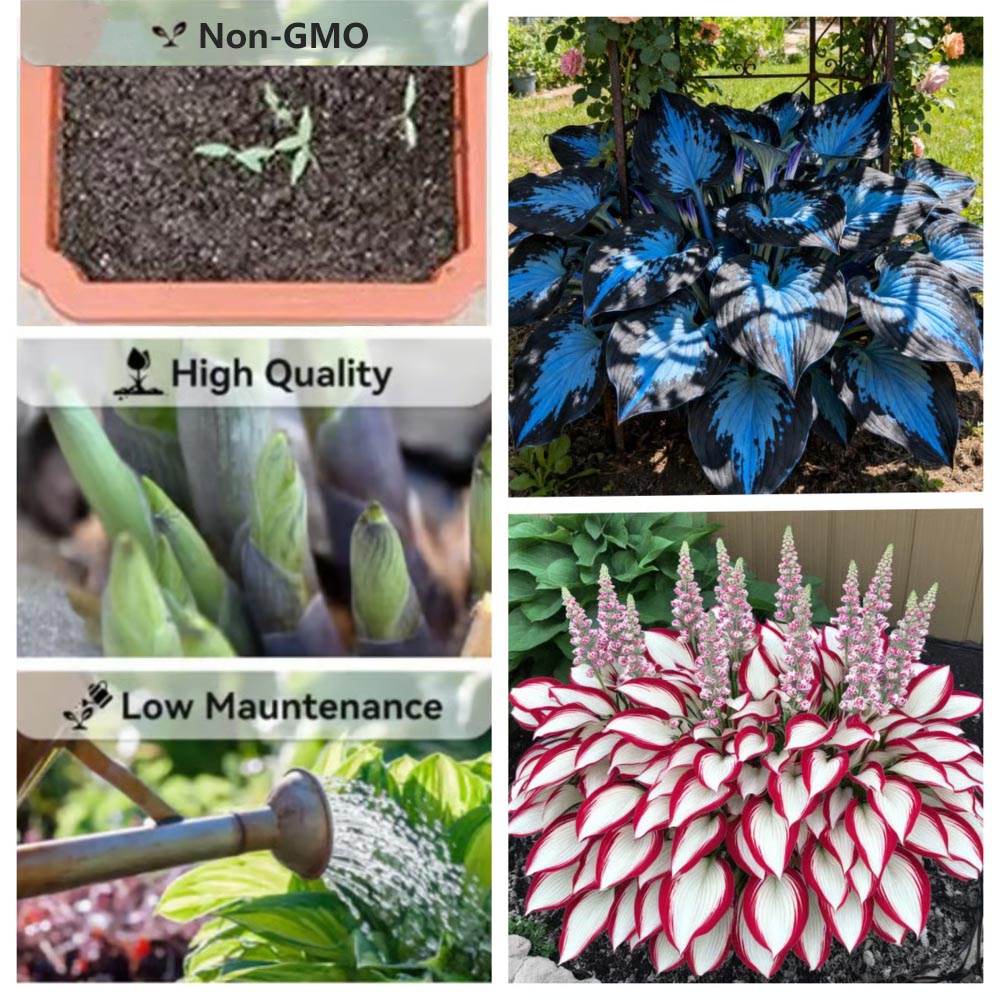 Hosta Seeds Perennial Shade Plant for Garden