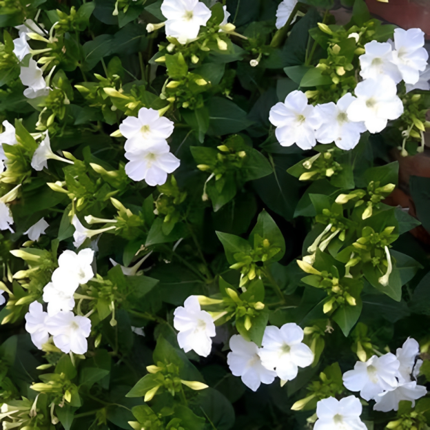 Perfume Jasmine Seeds – Winter Planting, Perennial Blooms & Fragrant Garden Elegance (Only seeds, without flower pot)