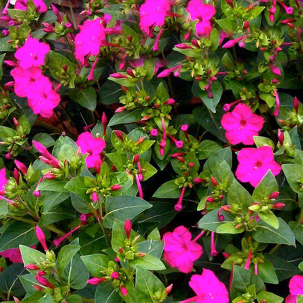 Perfume Jasmine Seeds – Winter Planting, Perennial Blooms & Fragrant Garden Elegance (Only seeds, without flower pot)