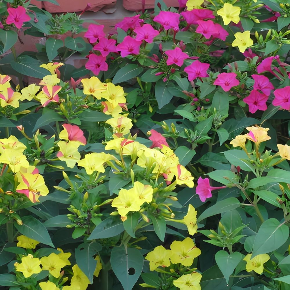 Perfume Jasmine Seeds – Winter Planting, Perennial Blooms & Fragrant Garden Elegance (Only seeds, without flower pot)